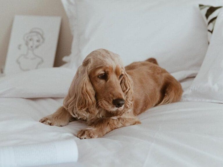 Download Vamps free Pet Industry Deep Dive report