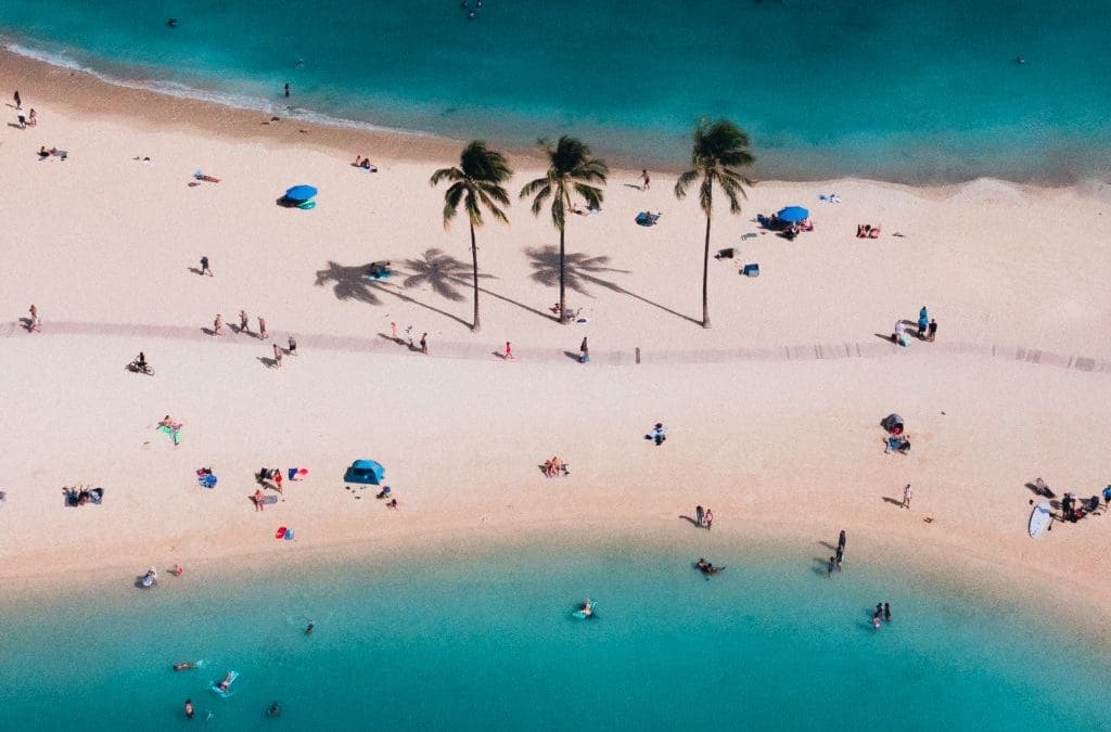 beach with palm trees